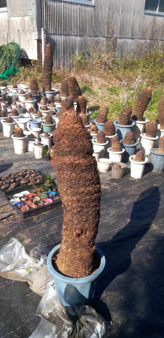 大株主のソテツ 10号プラ鉢(紺色) 高さ(鉢底から1m5cm程)