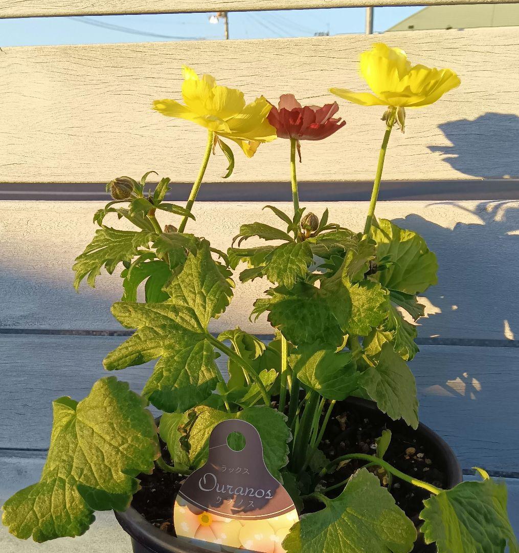 h*n様 ラナンキュラスラックス　ウラノス（キメラ咲き、変わり咲き）正規苗