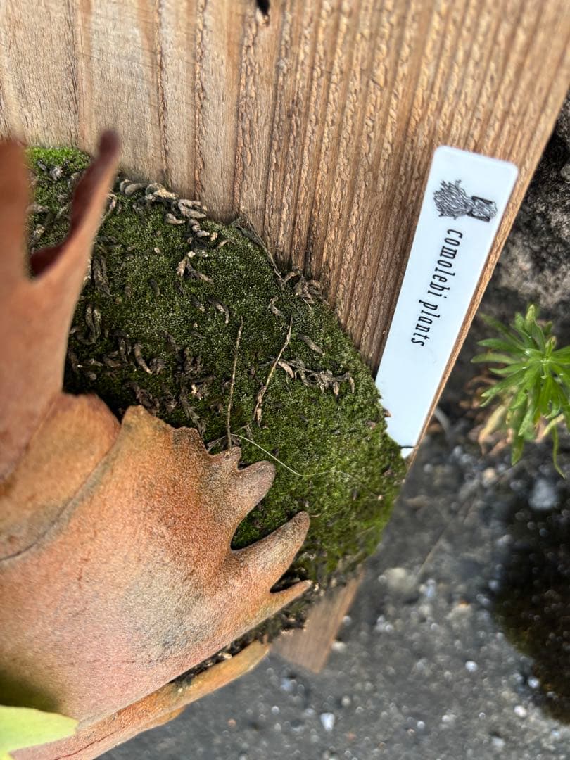 jenny comolebi 血統　胞子　ビカクシダ コウモリラン