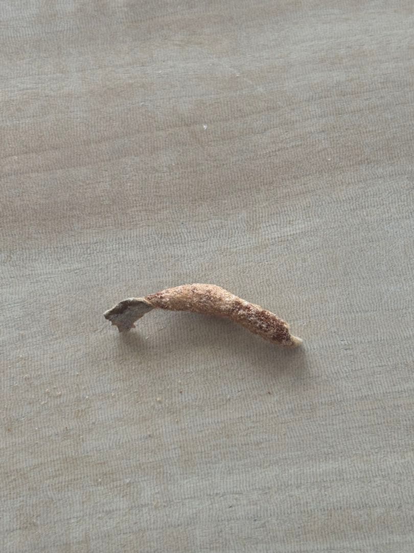 jenny comolebi 血統　胞子　ビカクシダ コウモリラン