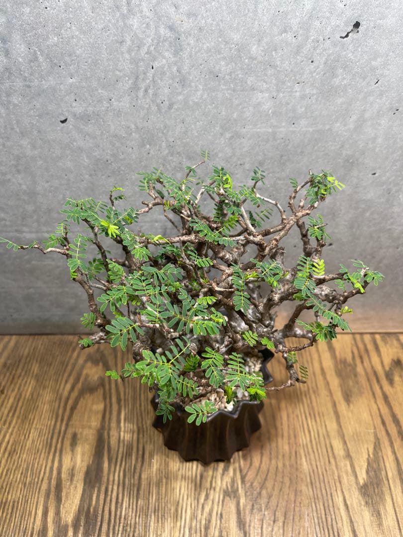 T*u様 センナメリディオナリス実生