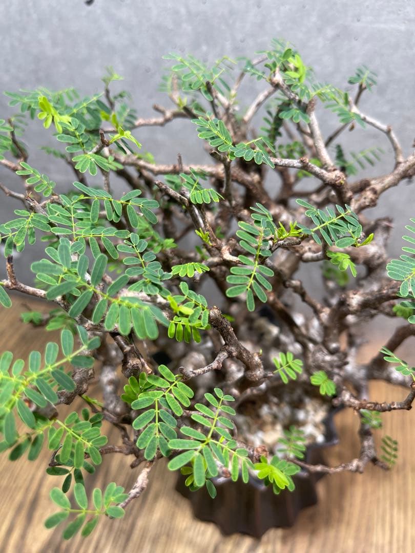 T*u様 センナメリディオナリス実生