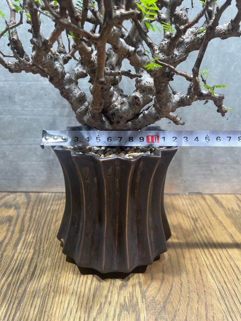 T*u様 センナメリディオナリス実生