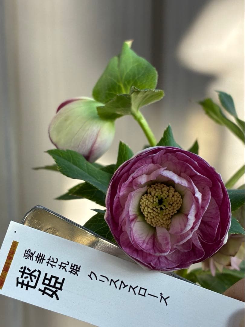 ♡認定♡毬姫　コロコロ咲き