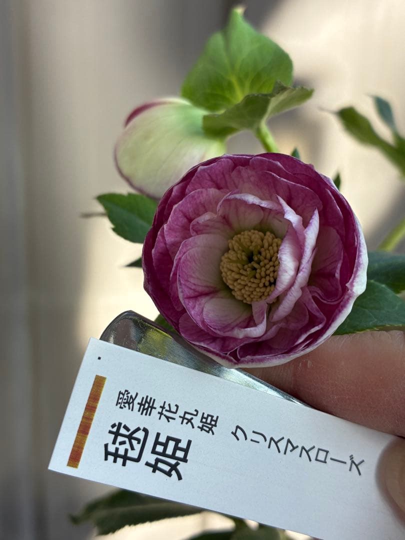 ♡認定♡毬姫　コロコロ咲き