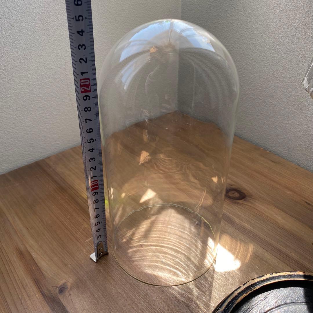 フランス　ベルギー　ガラスドーム　展示ケース　アンティーク　古道具　木　黒