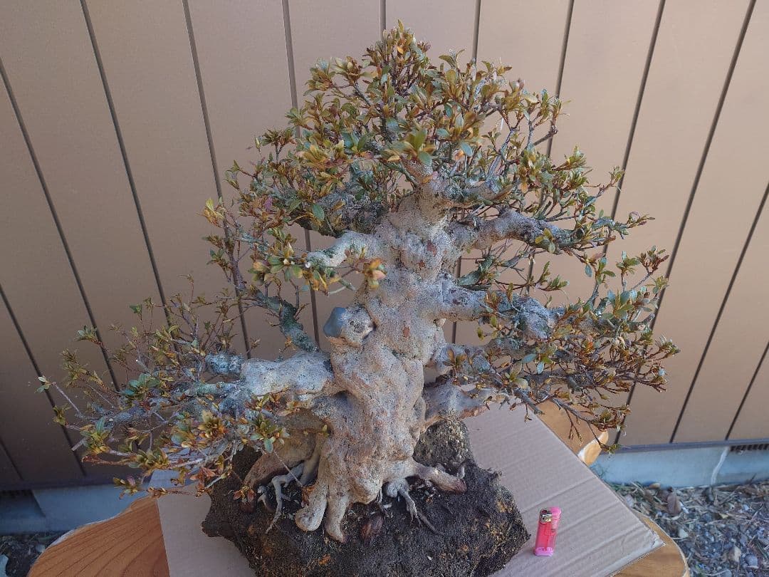 ハ*ル様 盆栽　皐月(五光)　樹高46cm