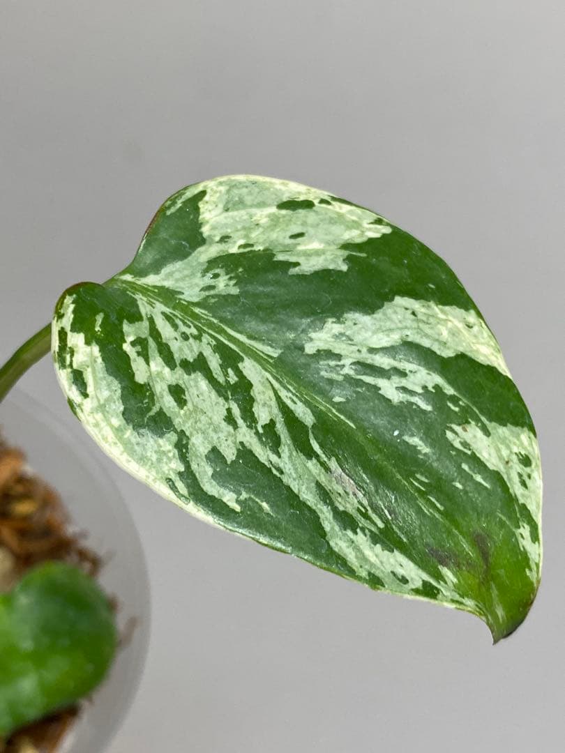 山*本様 a【将来有望株‼️】モンステラ　デリシオーサ　バルバソー　フシギダネ/