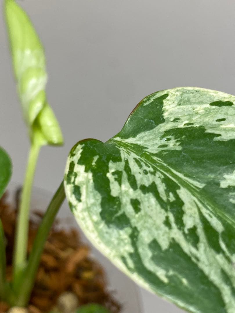 山*本様 a【将来有望株‼️】モンステラ　デリシオーサ　バルバソー　フシギダネ/