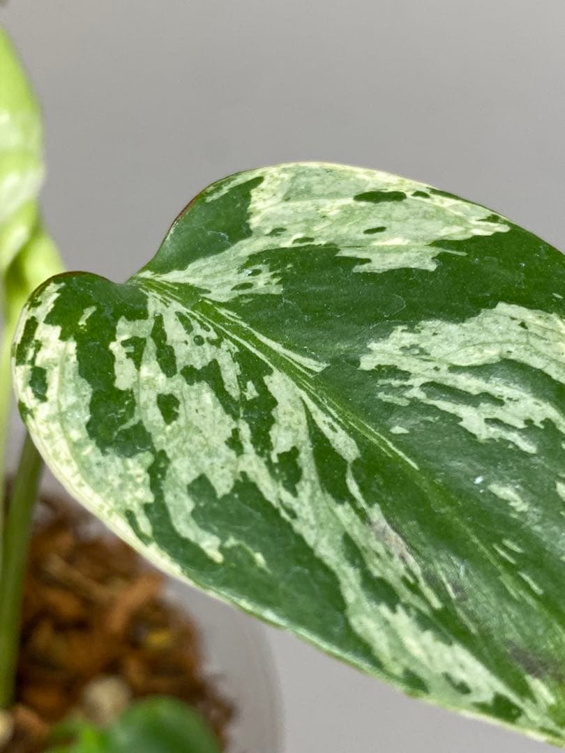 山*本様 a【将来有望株‼️】モンステラ　デリシオーサ　バルバソー　フシギダネ/