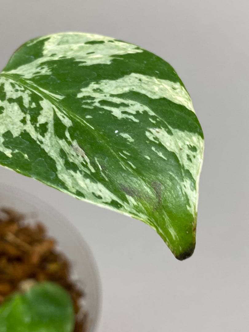 山*本様 a【将来有望株‼️】モンステラ　デリシオーサ　バルバソー　フシギダネ/