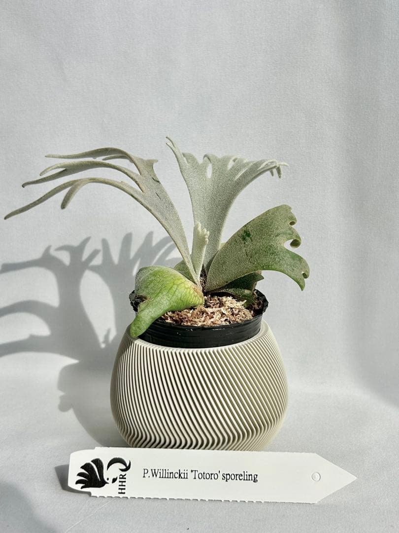 【メルカリ便】P. Willinckii Totoro' （spore）【99】