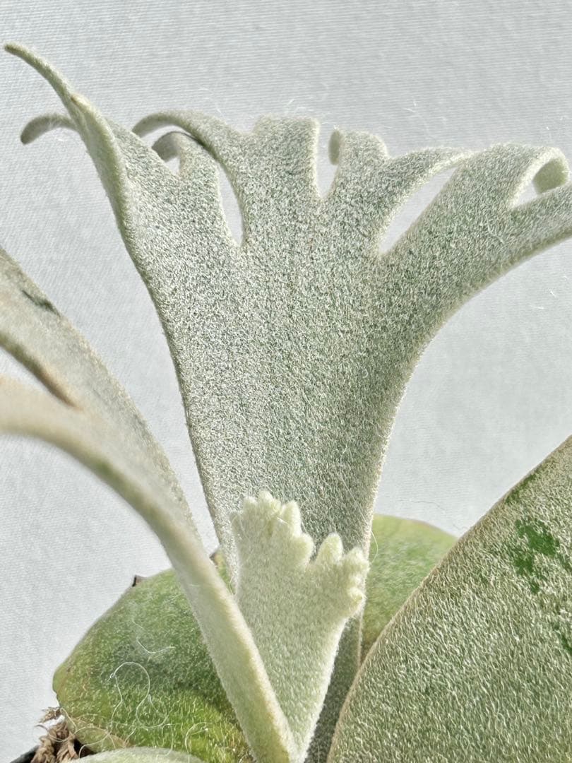 【メルカリ便】P. Willinckii Totoro' （spore）【99】