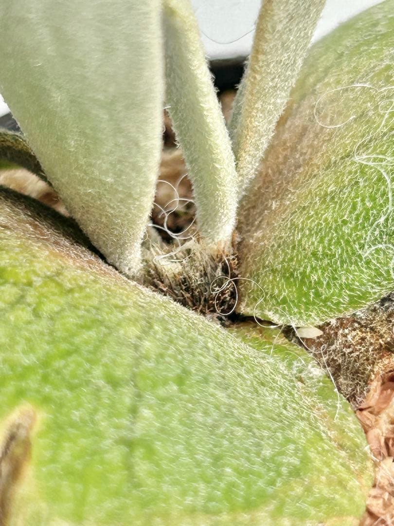 【メルカリ便】P. Willinckii Totoro' （spore）【99】