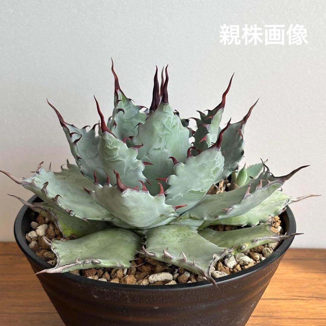 アガベ ハイブリッド 激怒之舞 No.51 コンテスト株 子株　Lize株