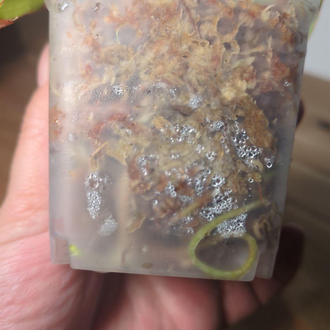 g*き様 Anthurium Crystallinum Variegated