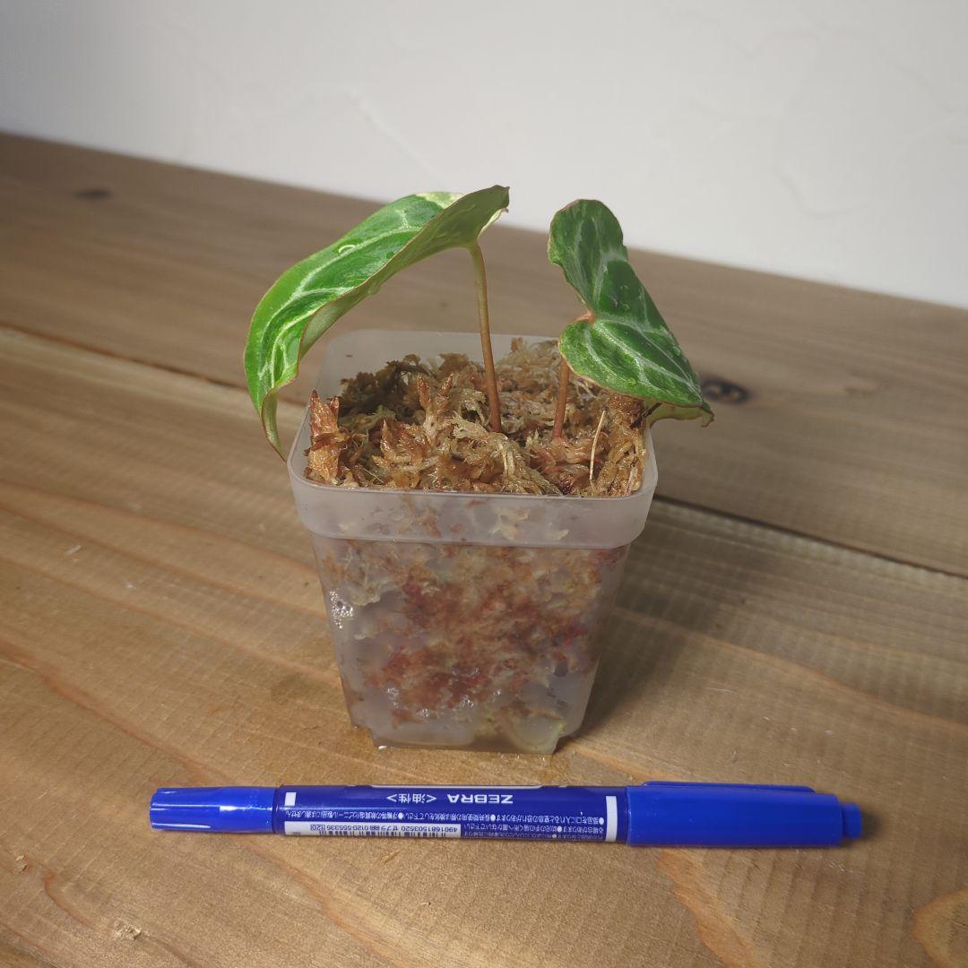 g*き様 Anthurium Crystallinum Variegated