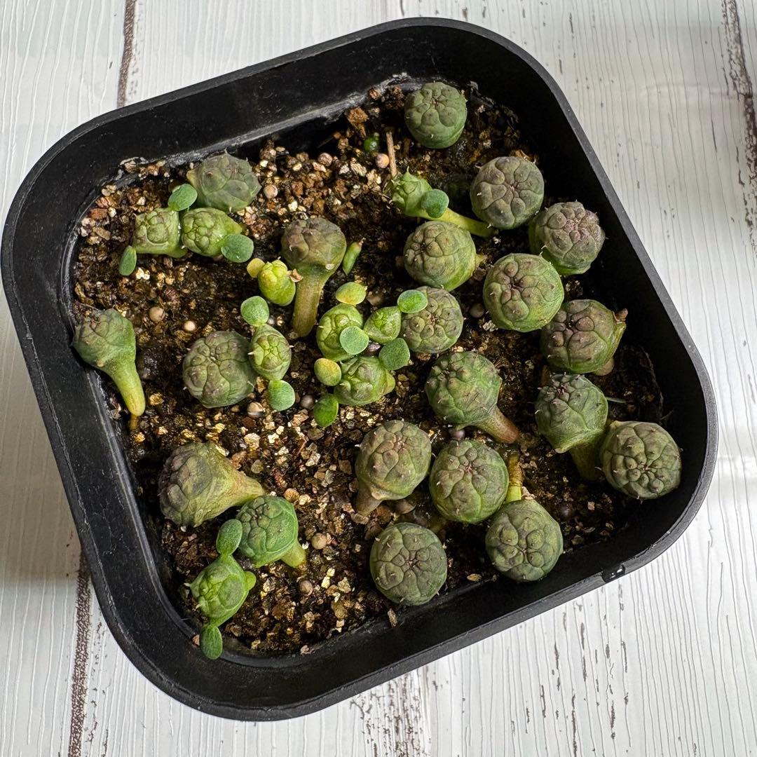 【全31株】実生　ユーフォルビア　オベサ　自家採取　親株写真有り