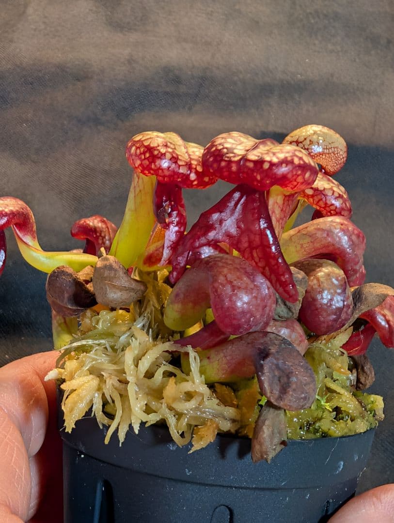 狩*登様 食虫植物 ダーリングトニア・カリフォルニカ 【速達】