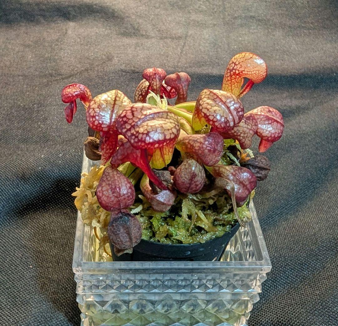 狩*登様 食虫植物 ダーリングトニア・カリフォルニカ 【速達】