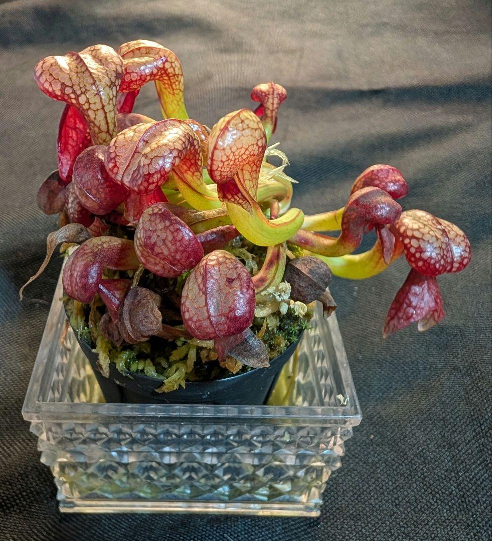 狩*登様 食虫植物 ダーリングトニア・カリフォルニカ 【速達】