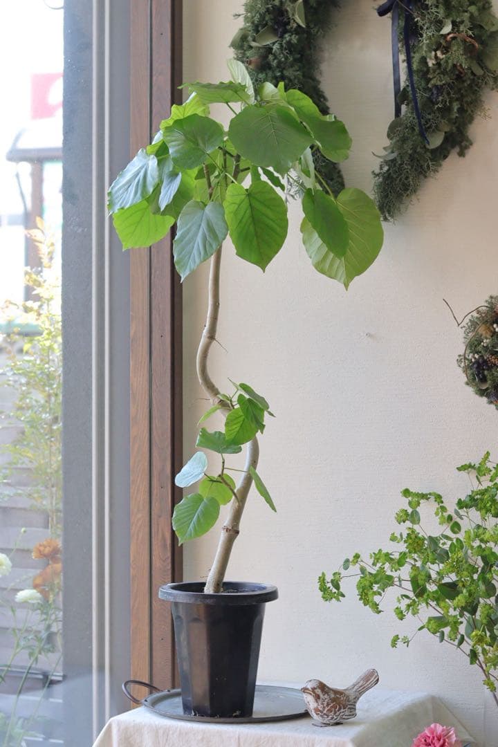 大人気グリーン❤︎フィカス【ウンベラータ】