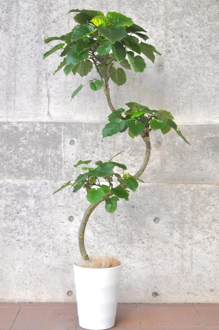 フィカス ウンベラータ 145cm 8号