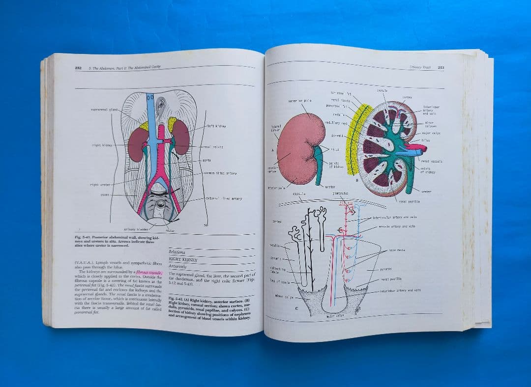 激レア❗希少❗貴重❗医学生のための臨床解剖学 医学書 掘り出し物❗