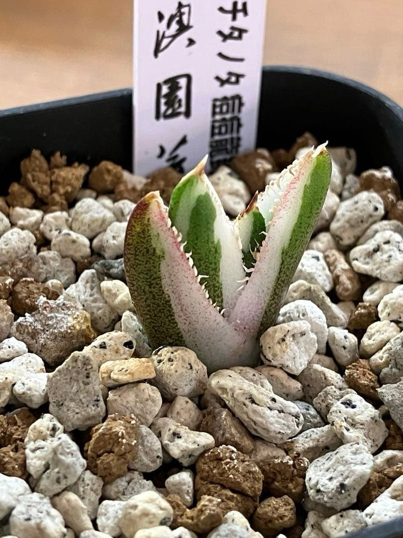 【初売り】34 安定株　速達　アガベ　チタノタ　豆豆龍錦　覆輪斑　TC