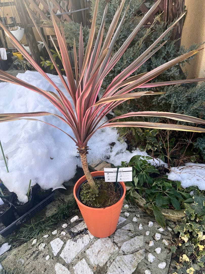 コルジリネ　サウザンスプレンダー♥️ 特特大苗木　オージープランツ