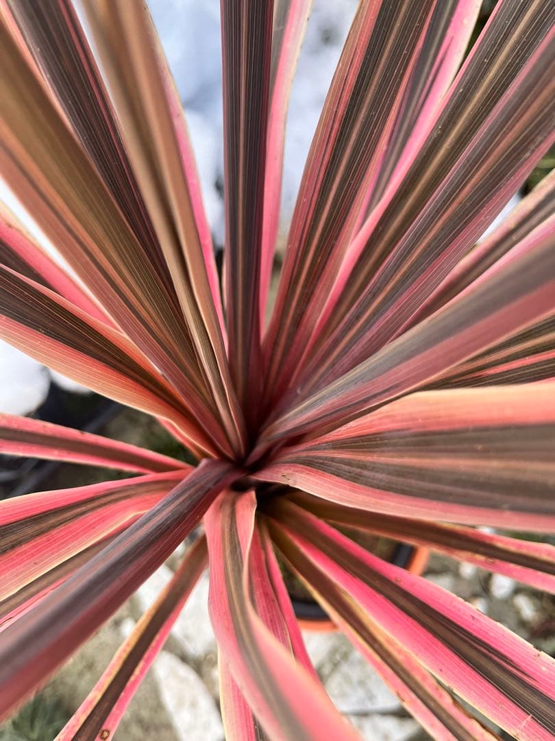 コルジリネ　サウザンスプレンダー♥️ 特特大苗木　オージープランツ