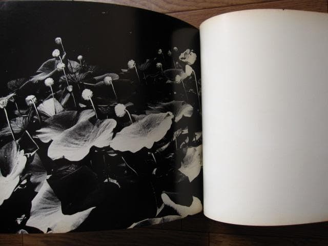 植物に　山村雅昭　PLANTS　Gasho Yamamura　直筆サイン入り