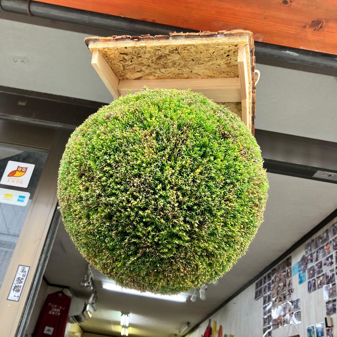 杉玉【屋根付き】②