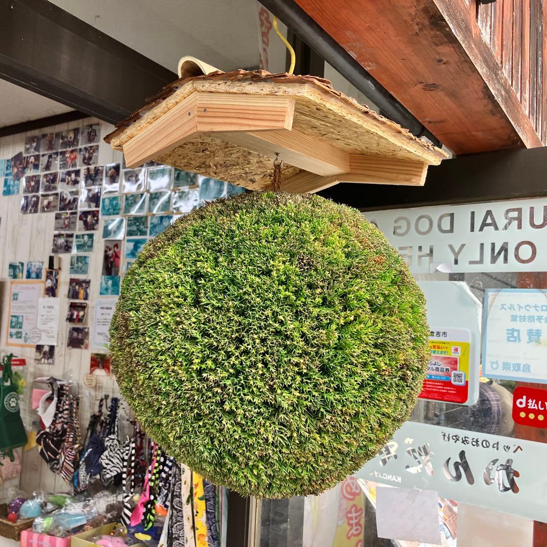 杉玉【屋根付き】②