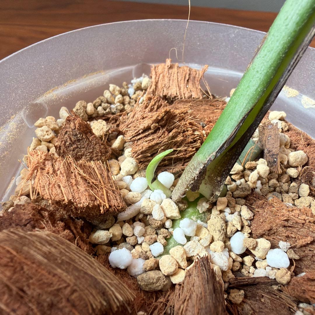 モンステラ・ポトス Monstera Borsigiana Cebublue mint 03