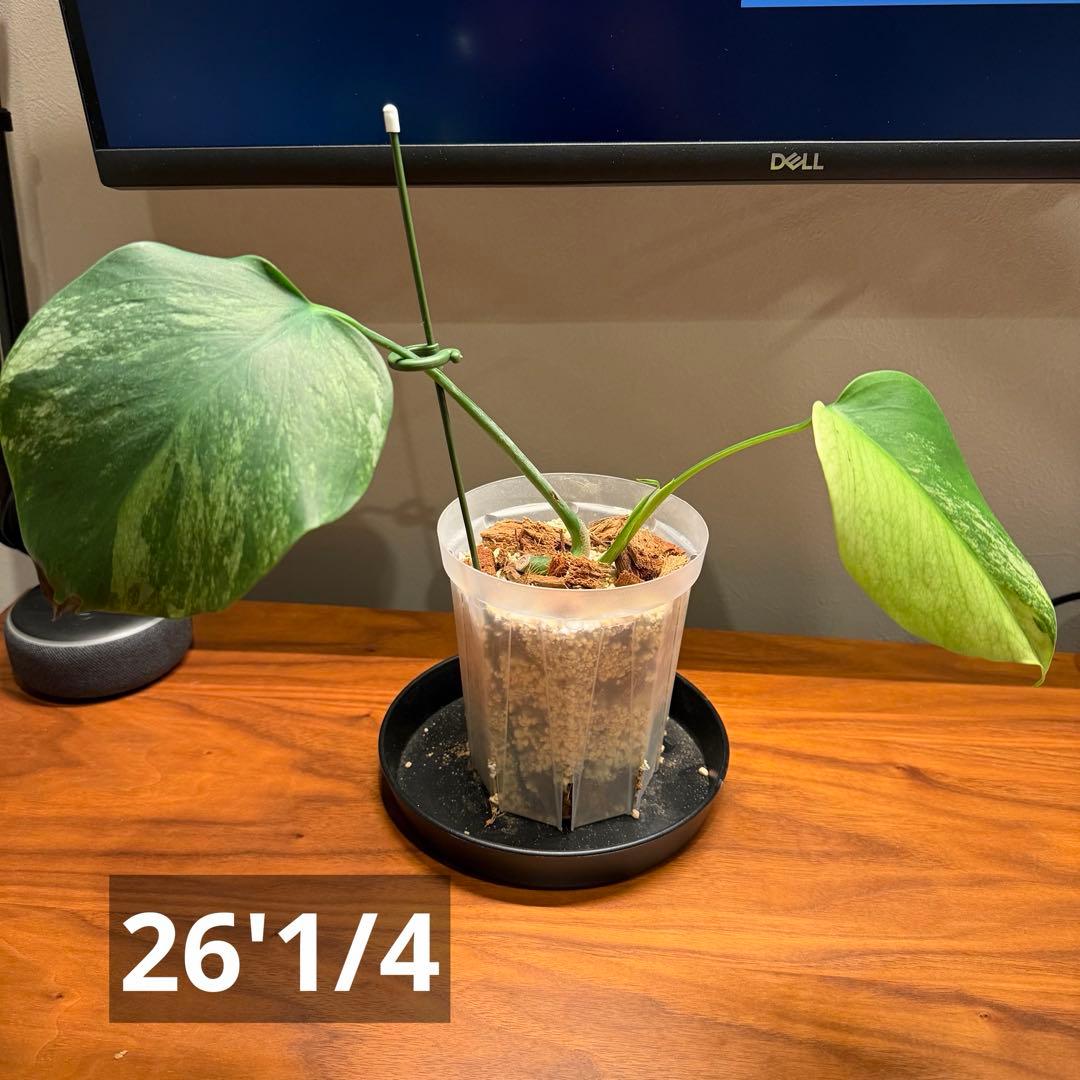 モンステラ・ポトス Monstera Borsigiana Cebublue mint 03