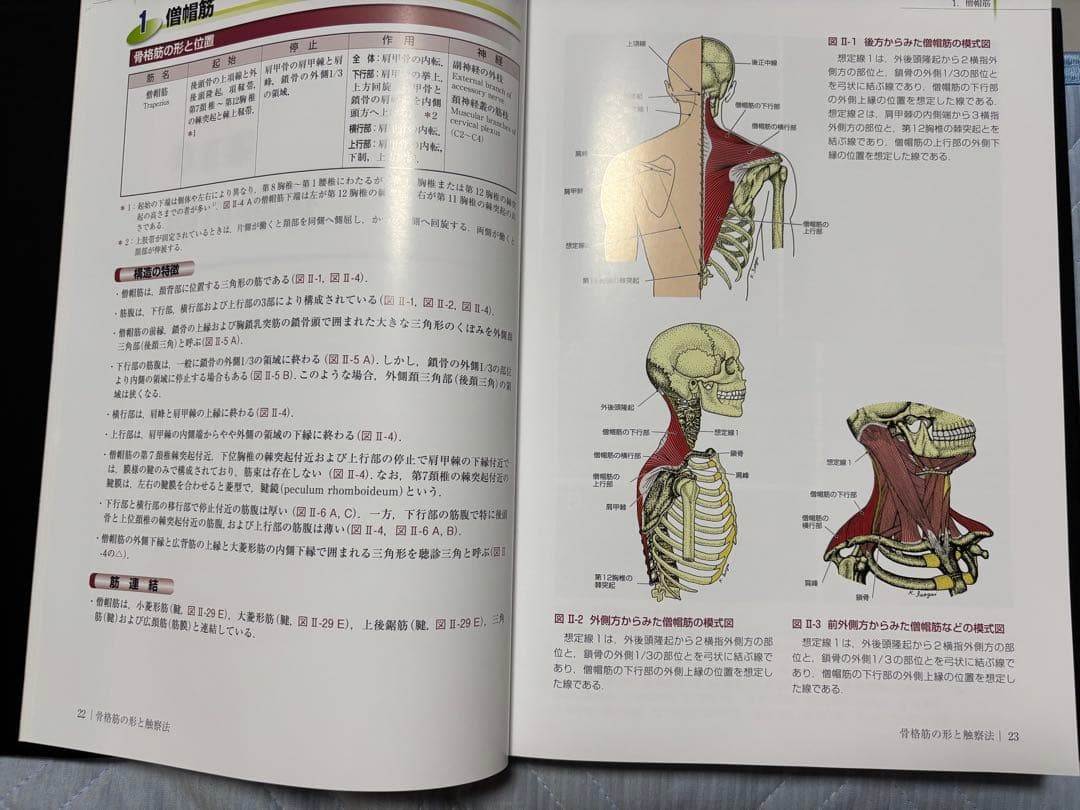 改訂第2版 骨格筋の形と触察法