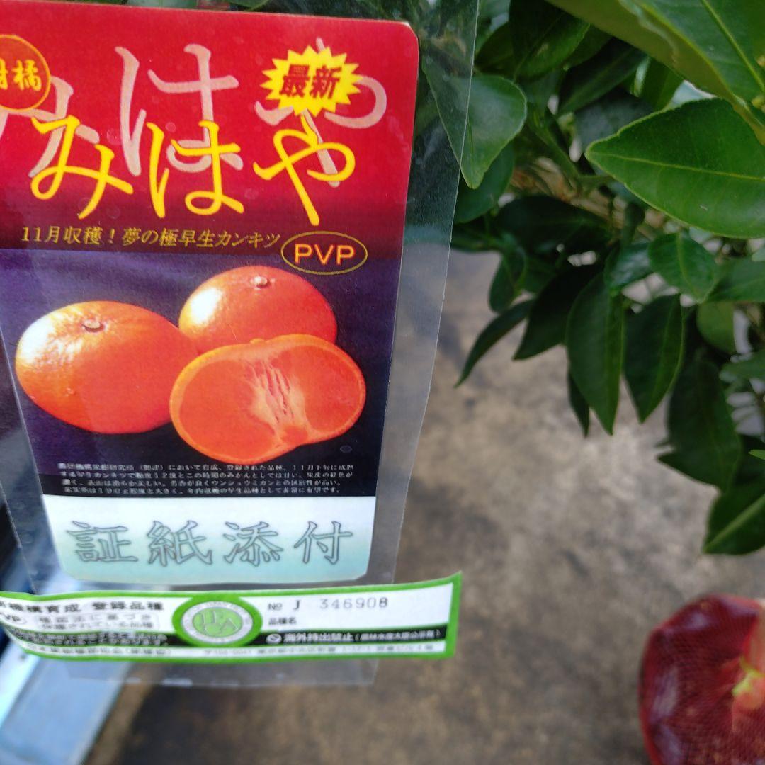 幻のミカン苗木みはや 3年生＋「せとか３年生」セット販売企画！