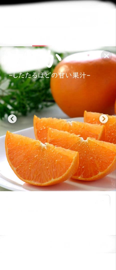 幻のミカン苗木みはや 3年生＋「せとか３年生」セット販売企画！