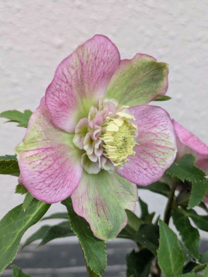 極美バイカラー！広瀬園芸 クリスマスローズ セミダブル★ピンク×ライムベイン