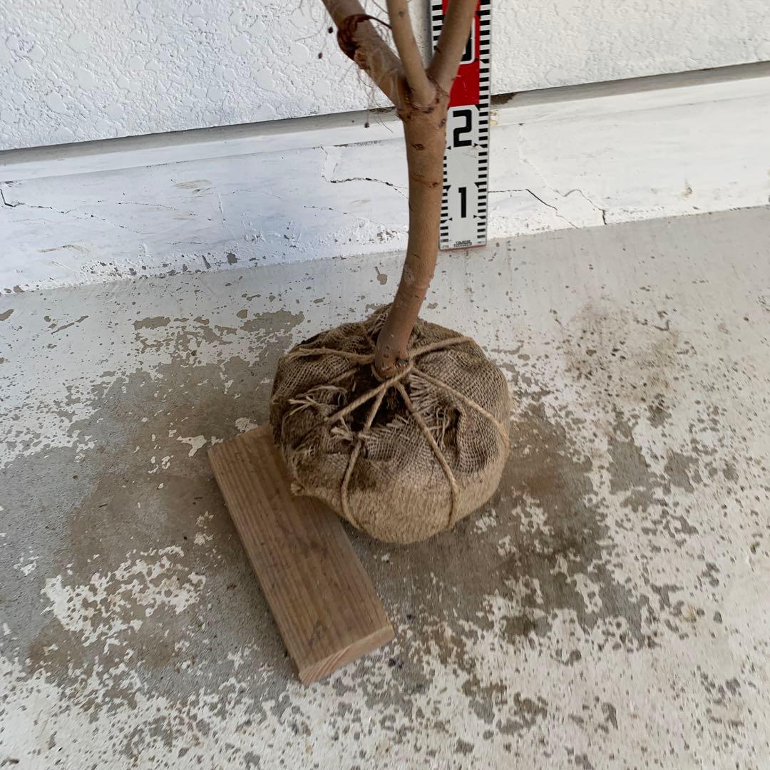 スモークツリー　グレース　雌株　煙の木　苗木　花木　59