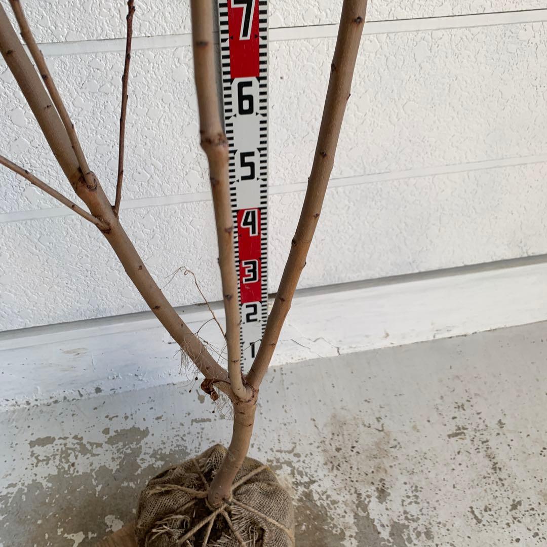 スモークツリー　グレース　雌株　煙の木　苗木　花木　59