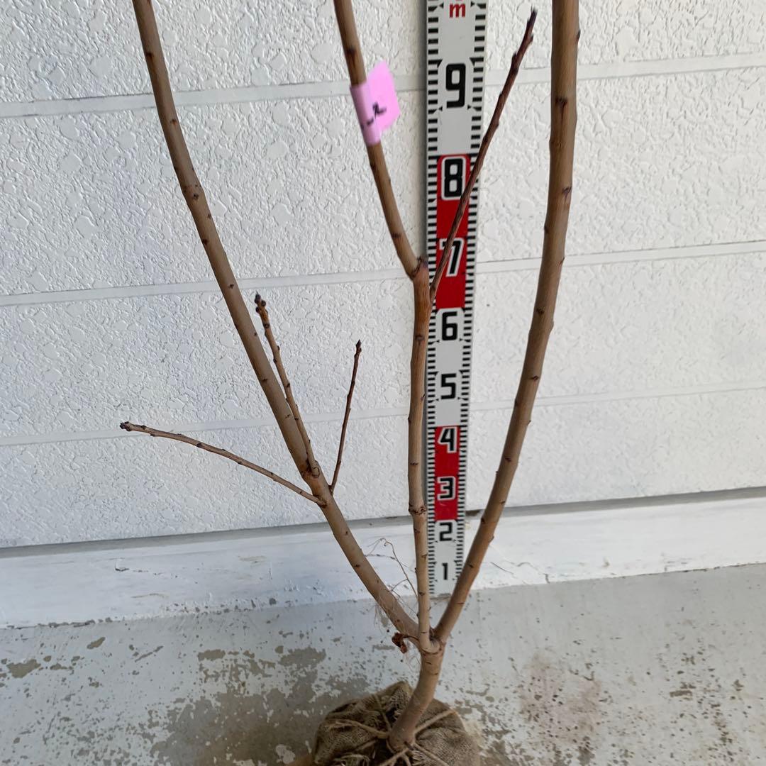 スモークツリー　グレース　雌株　煙の木　苗木　花木　59