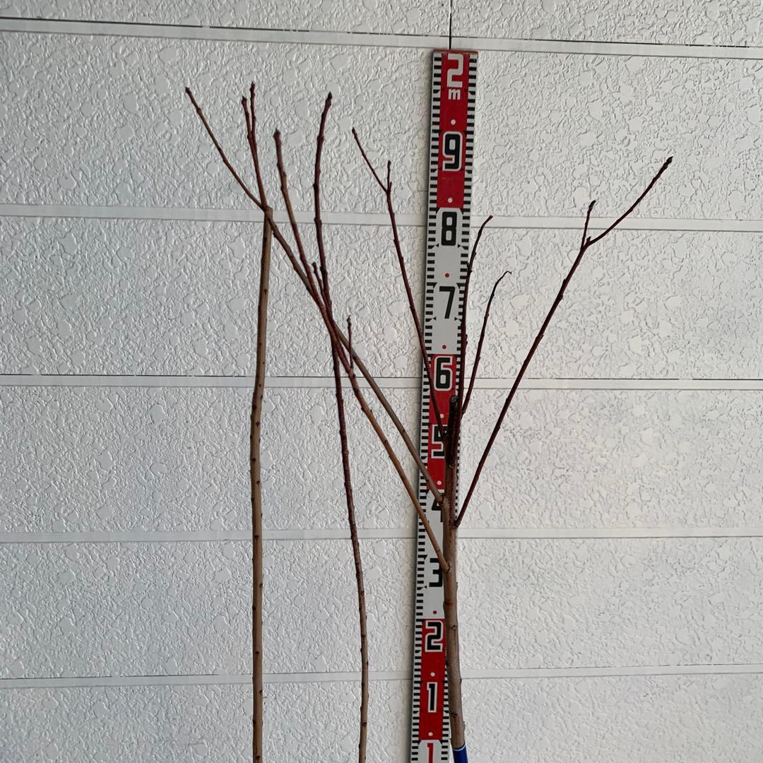 スモークツリー　グレース　雌株　煙の木　苗木　花木　59