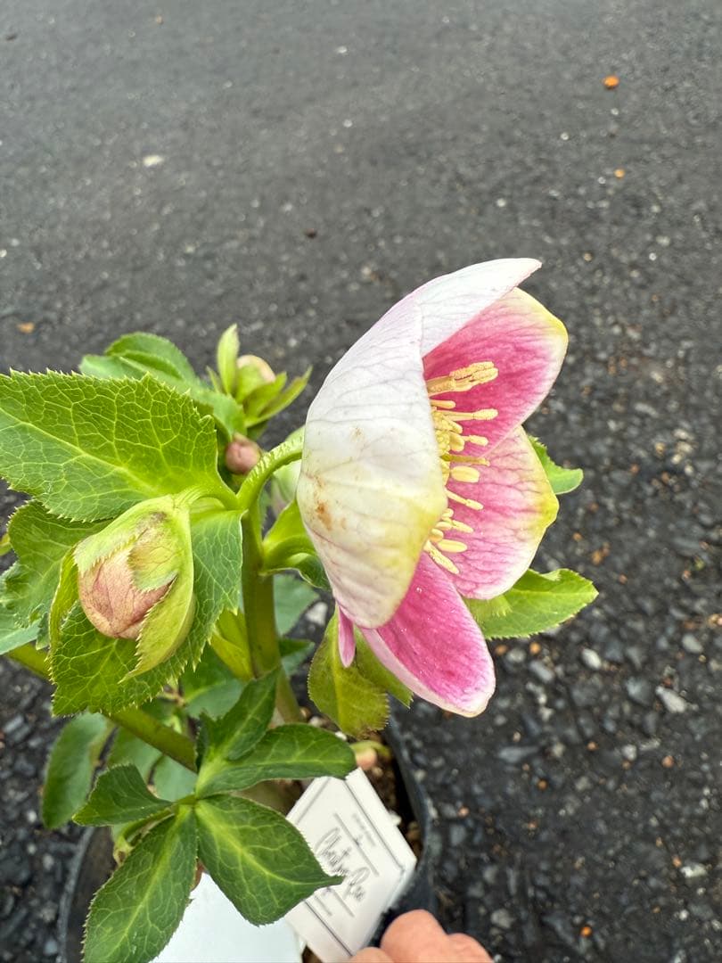 ★希少！★内弁鮮やかピンクパステリッシユストレイン★クリスマスローズ開花株