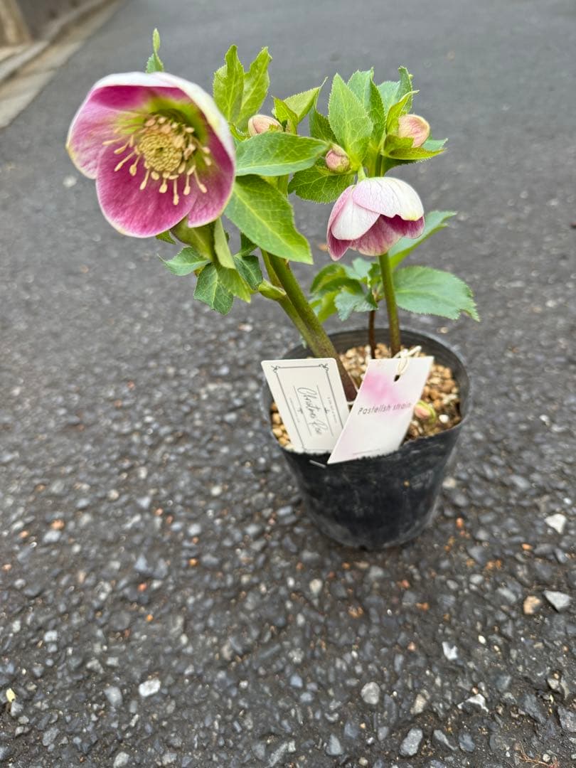 ★希少！★内弁鮮やかピンクパステリッシユストレイン★クリスマスローズ開花株