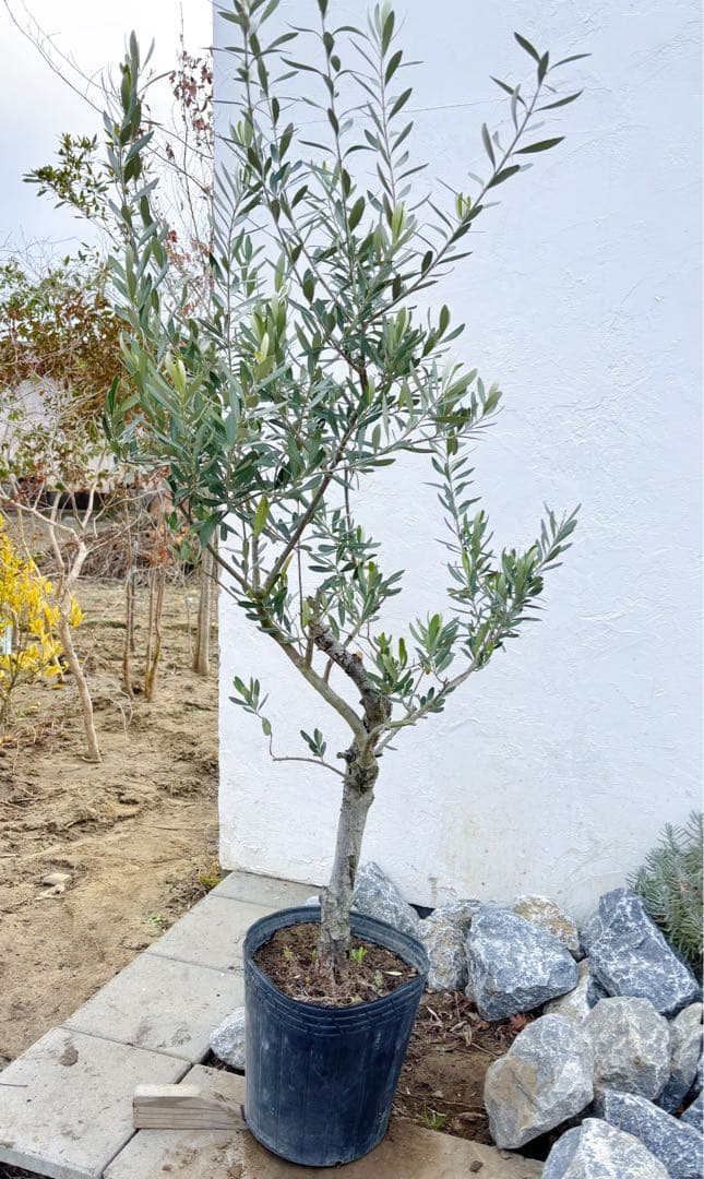 マ*ー様 超美形。古木 仕立てオリーブ シプレッシーノ1.7M(鉢底から)