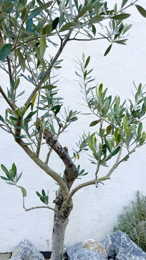 マ*ー様 超美形。古木 仕立てオリーブ シプレッシーノ1.7M(鉢底から)