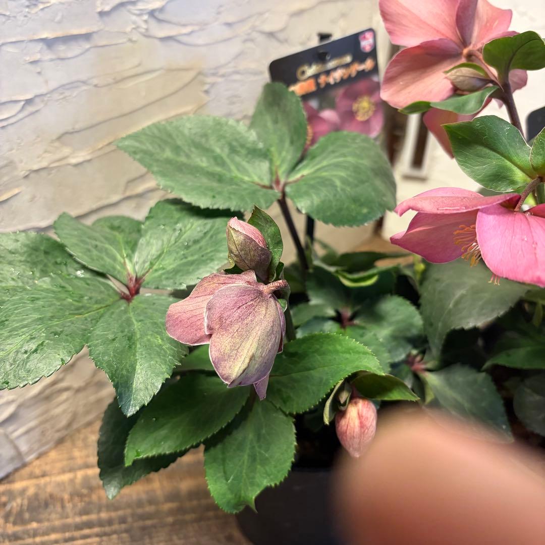 ゴ*マ様 【特選】　クリスマスローズ　氷の薔薇　5寸4種4鉢　ガーデニング