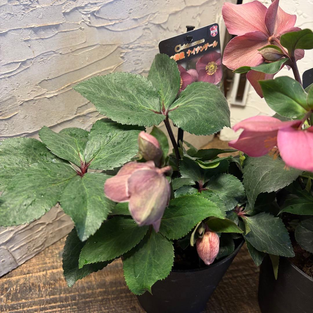 ゴ*マ様 【特選】　クリスマスローズ　氷の薔薇　5寸4種4鉢　ガーデニング